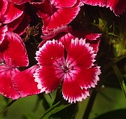 IMG_1531