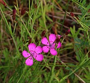 IMG_0245