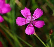 IMG_0248