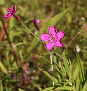 IMG_1200