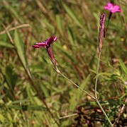 IMG_1211