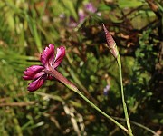 IMG_1212