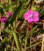 IMG_1215