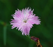 IMG_6815