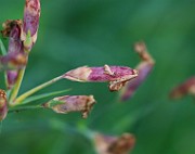 IMG_6816