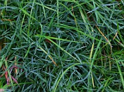 IMG_6818