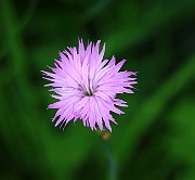 IMG_6819