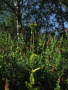 IMG_4404