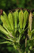 IMG_4410