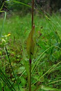 IMG_2370