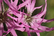 IMG_7071b