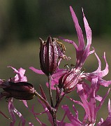 IMG_7072