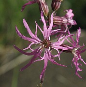 IMG_7079