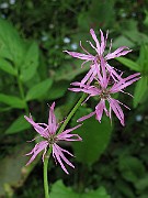 IMG_8389