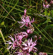 IMG_9948