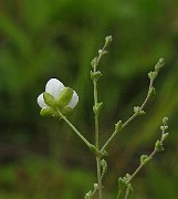 IMG_2156 b