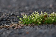 IMG_1118