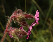 IMG_1321
