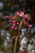 IMG_1323