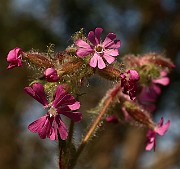 IMG_1324