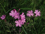 IMG_3699