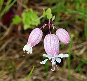 IMG_0241