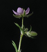 IMG_1626