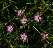 IMG_6251