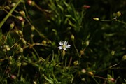 IMG_6011
