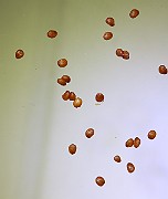 IMG_6088