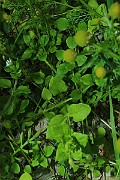 IMG_6416