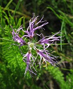 Dianthus superbus
