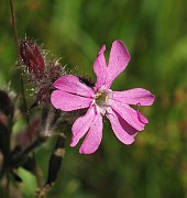 Silene dioica