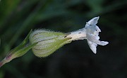 Silene latifolia