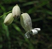 Silene vulgaris