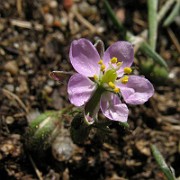 Spergularia salina