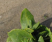 IMG_0889
