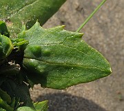 IMG_0890
