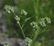 IMG_7954