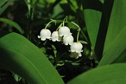 Convallaria_majalis1