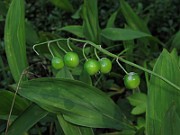 IMG_8221