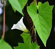 IMG_6744