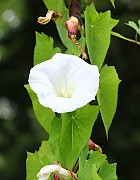 IMG_6746
