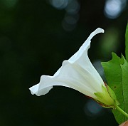IMG_6748