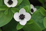 Cornus_suecica2
