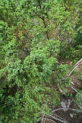 IMG_0117