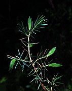 IMG_2500