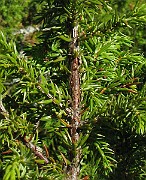 IMG_8100b