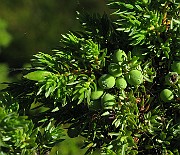 IMG_8103