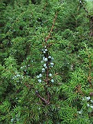 IMG_8325